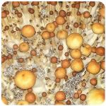 Псилоцибиновые (галлюциногенные)  грибы Psilocybin "Golden Teacher" в Константиновске