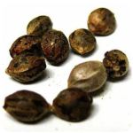 Семена марихуаны АК-47  (Seeds AK-47) в Константиновске